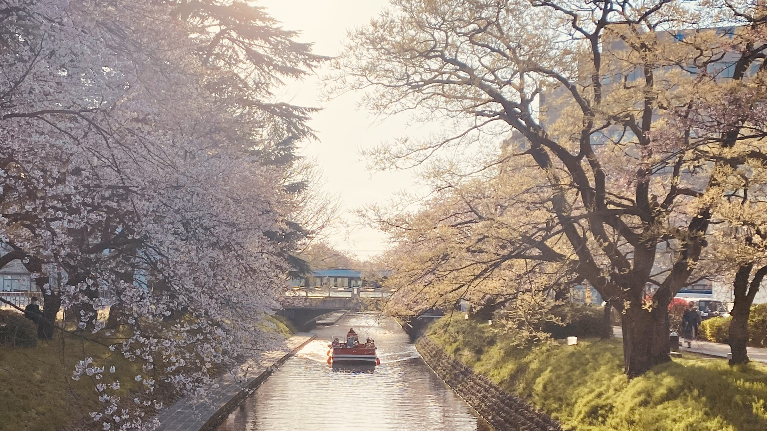 ホテルから歩く富山の桜めぐり表示